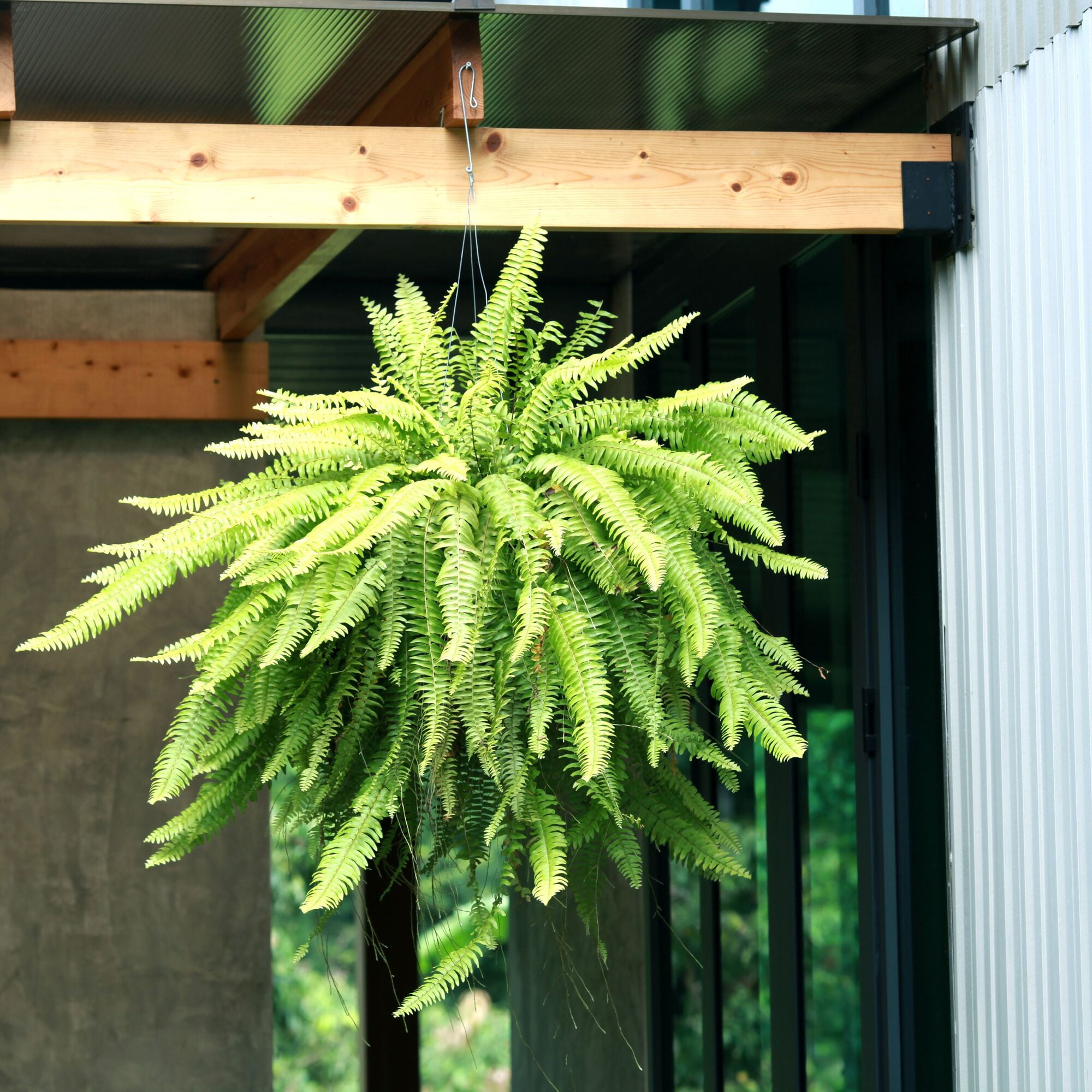 (2 pack) Expert Gardener 22" Tall Boston Fern Live House Plants in 10" Hanging Basket