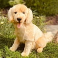 thumbnail image 2 of Auswella® Charlie™ 16"  Golden Retriever Plush Stuffed Animal Dog, 2 of 4