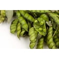thumbnail image 6 of 30 Seeds PIGEON PEA Dhal Gungo Puerto Rico Bean Cajanus Cajan Vegetable Seeds, 6 of 11