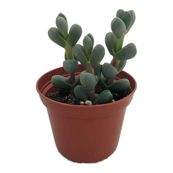 Alien Ice Plant - Delosperma lehmannii - 2.5" Pot - A Real Cool Succulent