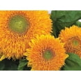 thumbnail image 5 of Teddy Bear Dwarf SunGold Sunflower Seeds - 50+ Non-GMO Heirloom Seeds, (Isla's Garden Seeds), Easy to Grow for Compact Gardens, Ideal for Pollinators & Bright Borders, 5 of 7