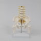 thumbnail image 5 of Human Lumbar Vertebra Model Female Pelvis Model Hip Female Anatomy Model Bone Pelvic Anatomical Models 1/2 Life Size, 5 of 5