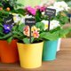 thumbnail image 4 of Paquete de 50 etiquetas de plantas de plástico grueso - Negro, 4 of 5