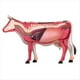 thumbnail image 4 of Modelo de Anatomía de Órganos Animales 4D, Juguete de Ensamblaje de Inteligencia de Vaca, Modelo de Anatomía de Enseñanza, Animal Modelo Ensamblado de Vaca, 4 of 5