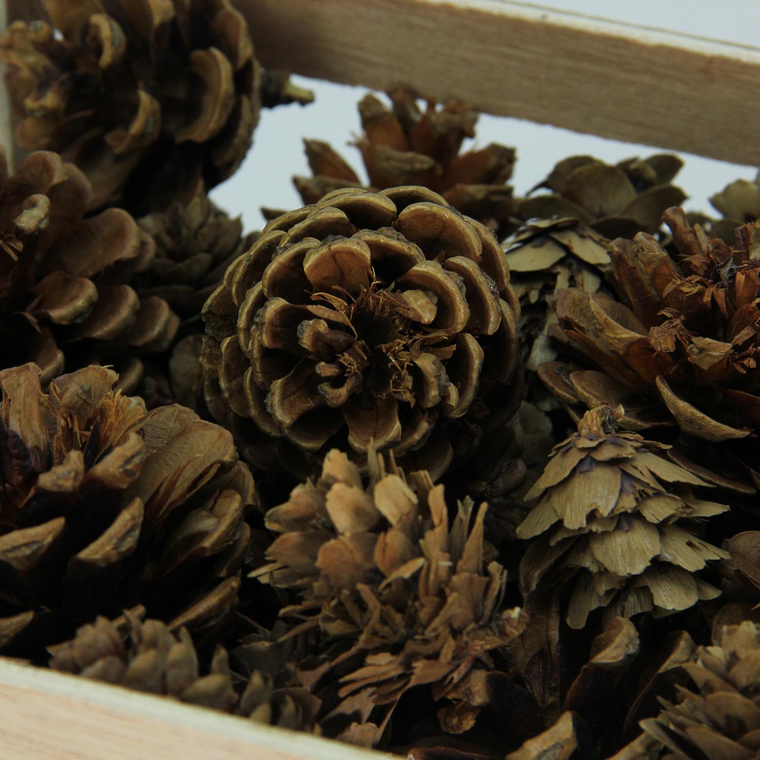 Assorted Pine Cones For Crafting Or Display In Decorative Wooden Box   D9103c6f Ad33 4eef 8af6 Bae8483c38a4 1.2d76cd945ca33eaa1b70821127e87d65 