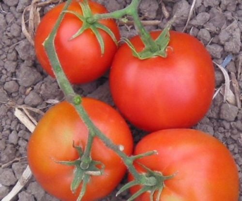 Heirloom Tomato Florida Petit NON GMO Vegetable Seeds 