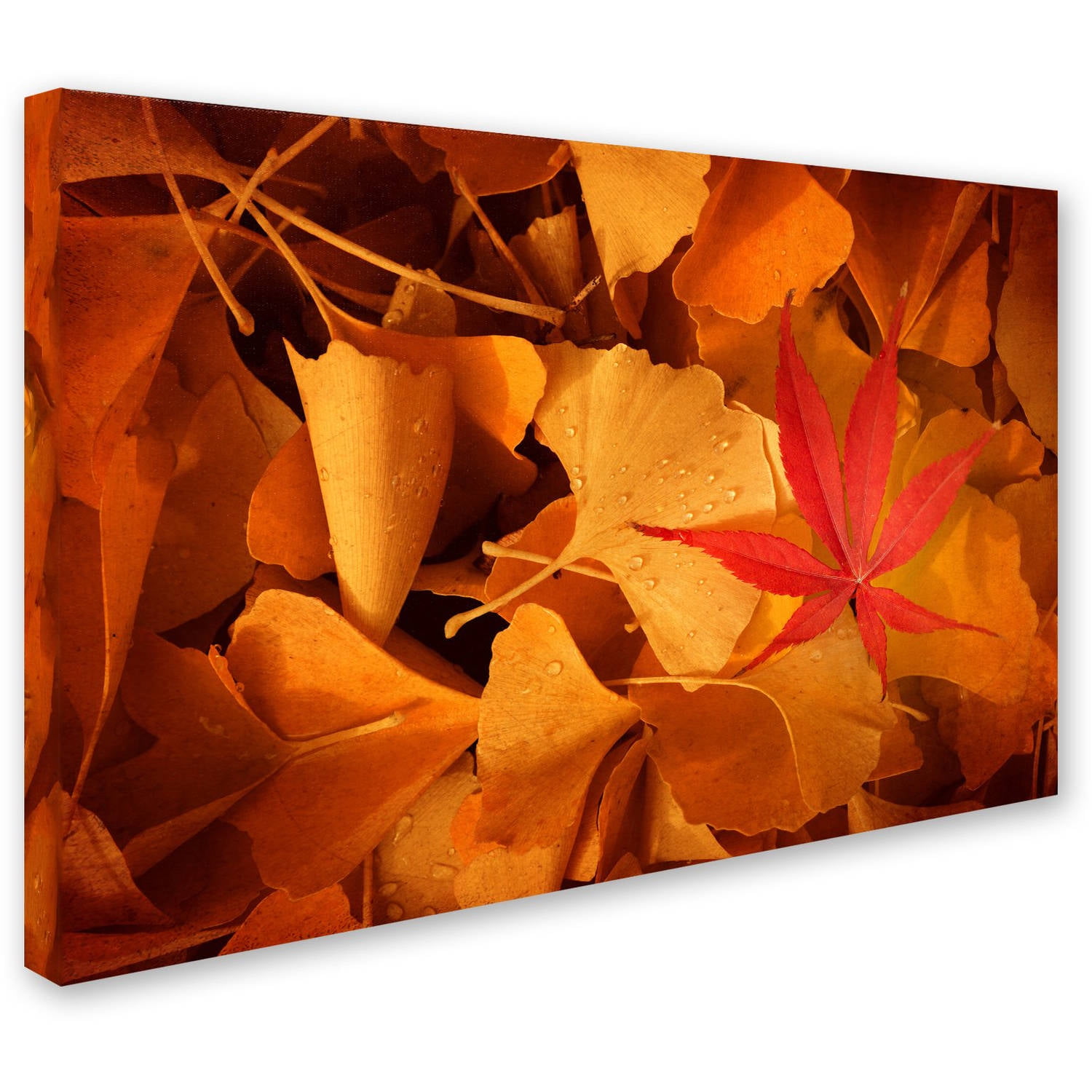 Trademark Fine Art "Lost & Found" Canvas Art by Philippe Sainte-Laudy