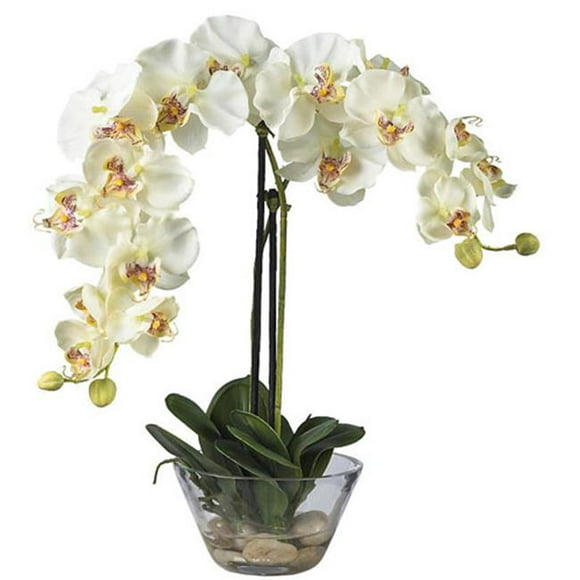 Phalaenopsis with Glass Vase