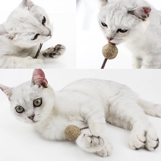 Juguete para gatos con forma de piruleta y hierba gatera de Xeyise, bocadillo para limpiar los dientes de los gatitos, palito Silvervine