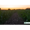 thumbnail image 4 of Bioinsecticida Control Plagas Biogen Biocure 1lt, 4 of 4