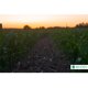 thumbnail image 4 of Bioinsecticida Control Plagas Biogen Biocure 1lt, 4 of 4