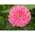 thumbnail image 5 of 250 LUMINOSA PINK ZINNIA Elegans Flower Seeds, 5 of 7