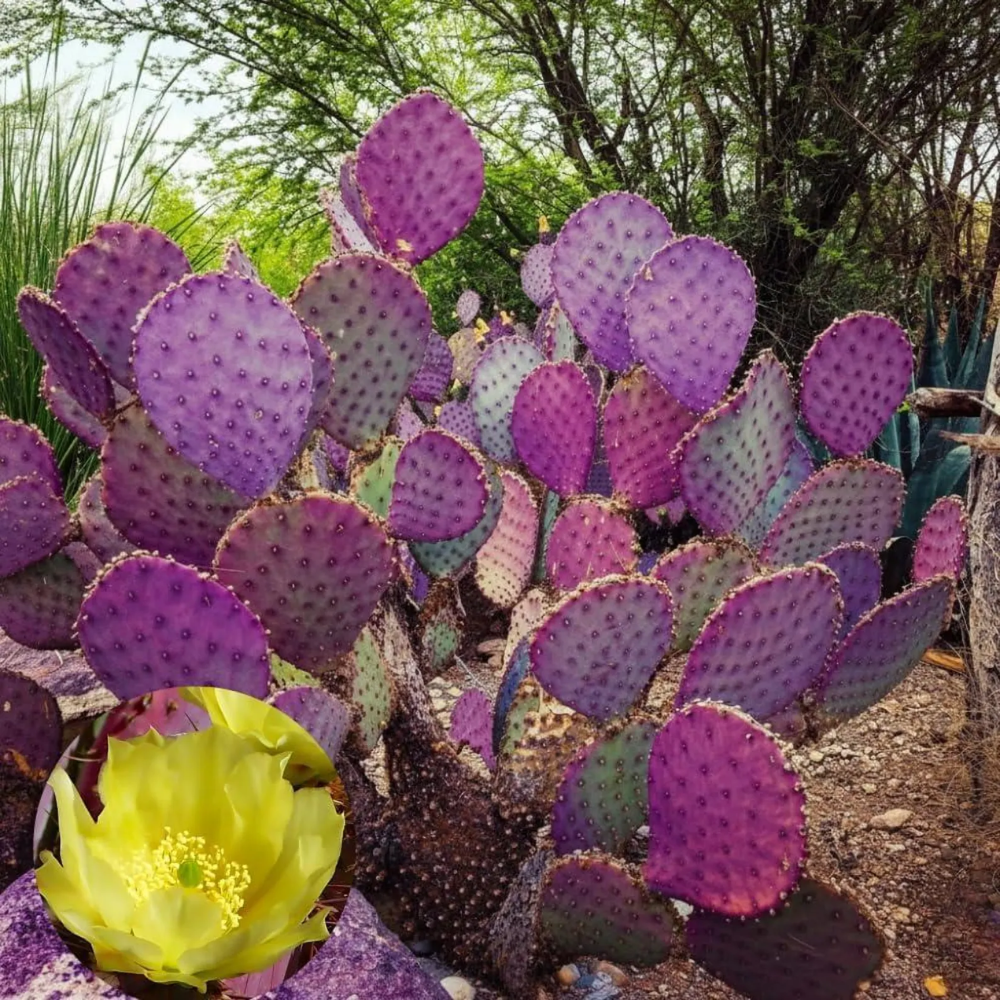 Purple Prickly Pear Cactus Plant in Pot, 6-8'' Tall, Rare Pear Cactus, Live Prickly Pear Cactus Plant for Indoor or Outdoor Planting