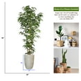 thumbnail image 4 of Vintage Home Artificial Faux Real Touch 5.83 Feet Tall Bamboo Tree With Natural Poles and Fiberstone Planter, 4 of 5