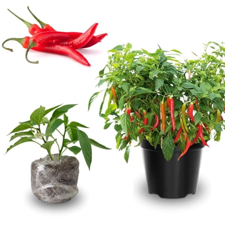 Pack 2 Live Pepper Plants 90 Days Old for Planting, 3 to 5 Inches Tall, Fast Growing, Hot Chili Peppers for Outdoor Growing (Cayenne)