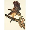 thumbnail image 2 of Audubon, John James 18x24 Black Modern Framed Museum Art Print Titled - Barred Owl, 2 of 4