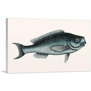 ARTCANVAS Blue Fish Canvas Art Print by Mark Catesby - Size: 26" x 18" (0.75" Deep)
