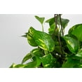 Exotic Angel Plant Live Indoor Plant Foliage Assorted MulitColor in