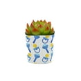 thumbnail image 1 of Plants Of Joy Binky Print Succulent Wraps for Weddings, Baby Shower, and Party Favors. 25 Count Pack., 1 of 3