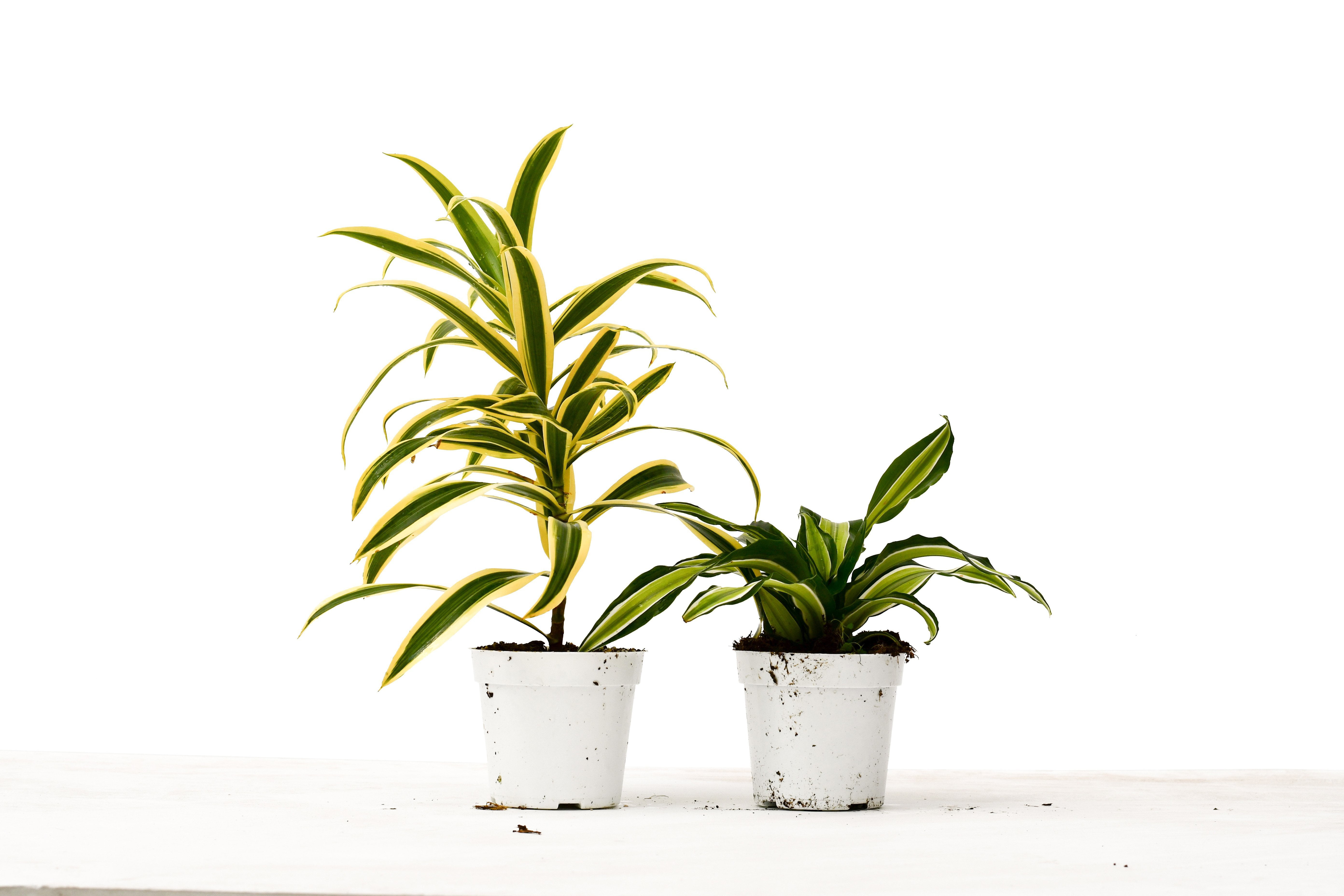 2 Dracaena Variety Pack 4" Pot Live House Plant FREE Care Guide