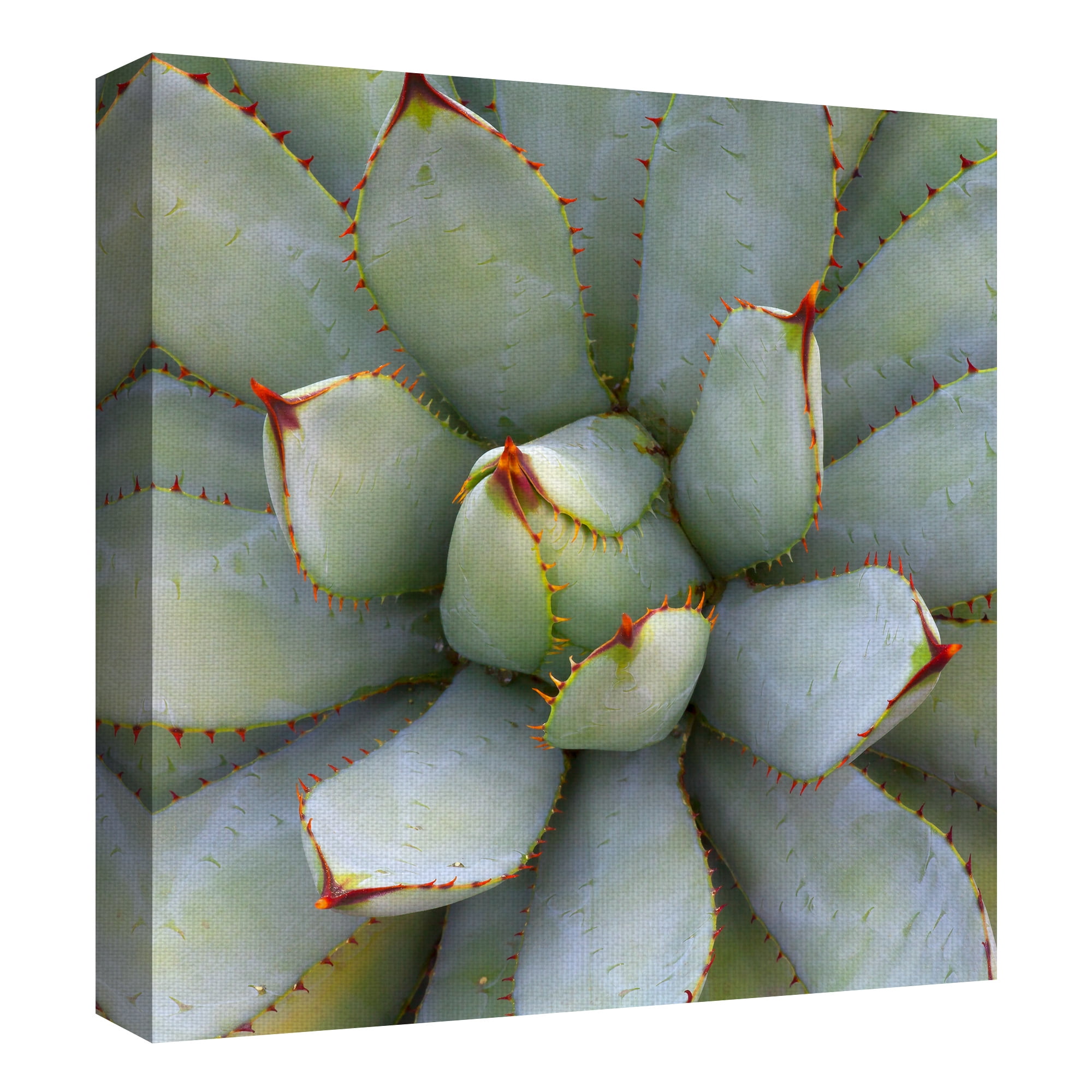 Masterpiece Art Gallery Desert Cactus Grand Opening I Square by Robin Constable Hanson Canvas Photo Art Print 24" x 24"
