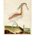 thumbnail image 3 of Unknown 12x14 Black Modern Framed Museum Art Print Titled - Heron Portrait III, 3 of 5