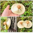 thumbnail image 2 of 4pcs Finger Cymbals Kids Finger Cymbals Mini Musical Instruments Early Educational Cymbals, 2 of 8