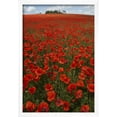 thumbnail image 2 of Common Poppies in Field, April, Framed Art Print Wall Art Sold by ArtCom, 2 of 5