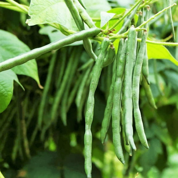 TomorrowSeeds - Jade Green Bean Seeds - 50  Count - For 2026 Planting Slender Delicate Haricot Vert