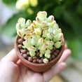 thumbnail image 3 of Cotyledon Pendens Succulent Hanging Plant-2" Pot Succulents Trailing Succulents Houseplant,Small Succulent Plant For Home Office Decoration Indoor Outdoor 2 Pack, 3 of 5