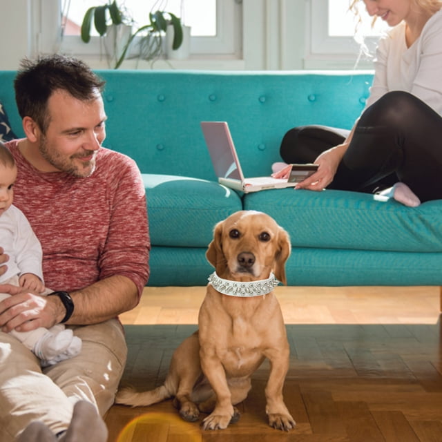 Collier Réglable en Cuir Clouté pour Chiot Collier à Sangle en Cuir pour Petits Chiens comme Nœuds pour Grands Chiens