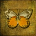 thumbnail image 2 of Frank, Assaf 15x15 Black Ornate Wood Framed with Double Matting Museum Art Print Titled - Colorful Butterfly with Vintage effects, 2 of 4