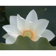 thumbnail image 2 of Christensen, Jim 32x26 White Modern Wood Framed Museum Art Print Titled - Delicate Lotus III, 2 of 4