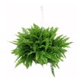 thumbnail image 1 of Cactus en maceta por pieza, 1 of 3