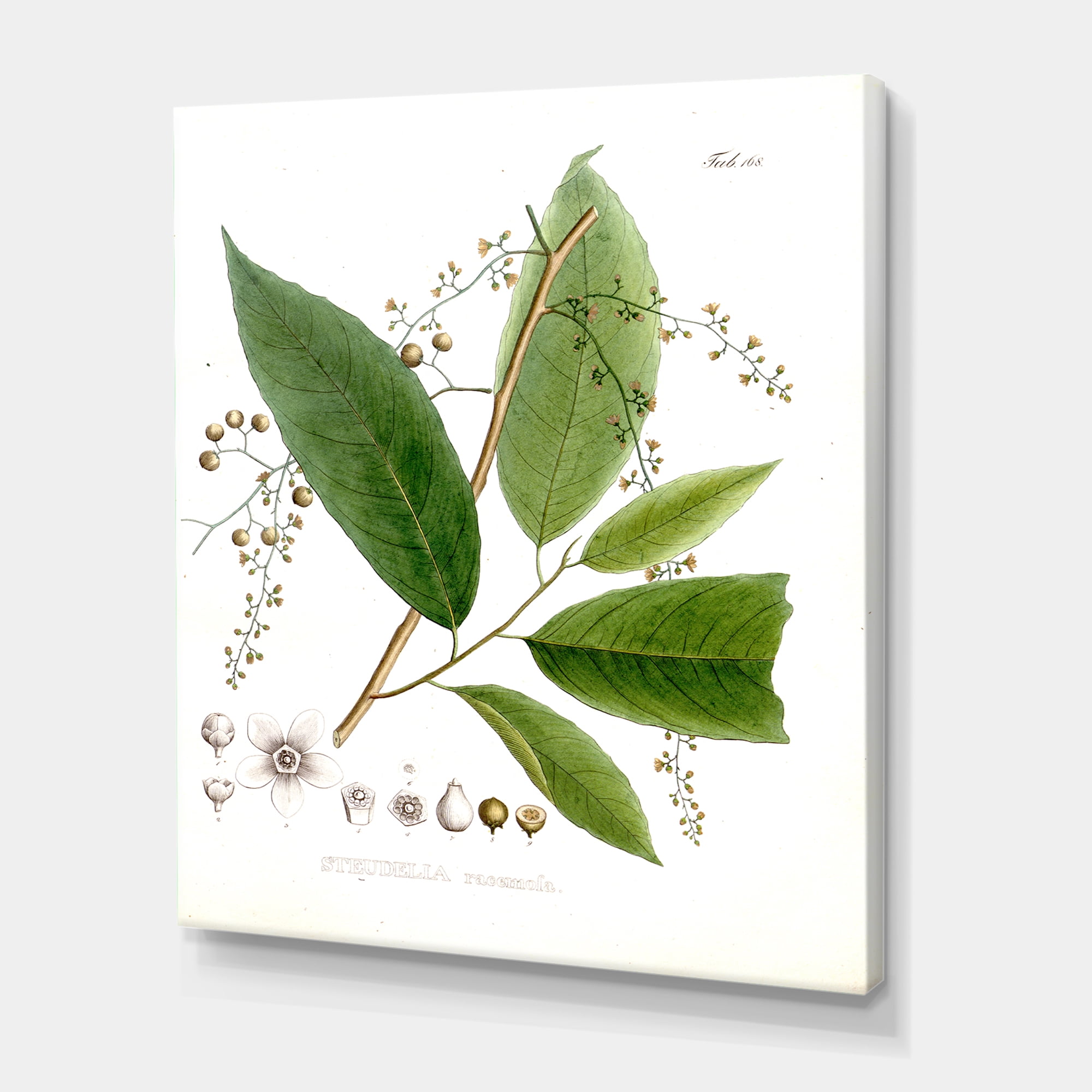 Designart ' Ancient Brazilian Plant I ' Traditional Canvas Wall Art Print