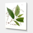 thumbnail image 3 of Designart ' Ancient Brazilian Plant I ' Traditional Canvas Wall Art Print, 3 of 4