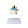 thumbnail image 7 of Axis Scientific Enlarged Vertebra with Spinal Cord and Nerves, 3-Piece Anatomy Model Set - Human system, scientific educational anatomy model,, 7 of 7