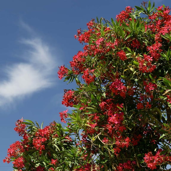 Brighter Blooms - Red Oleander, 3 gal - No Shipping to AK, AZ, HI, OR