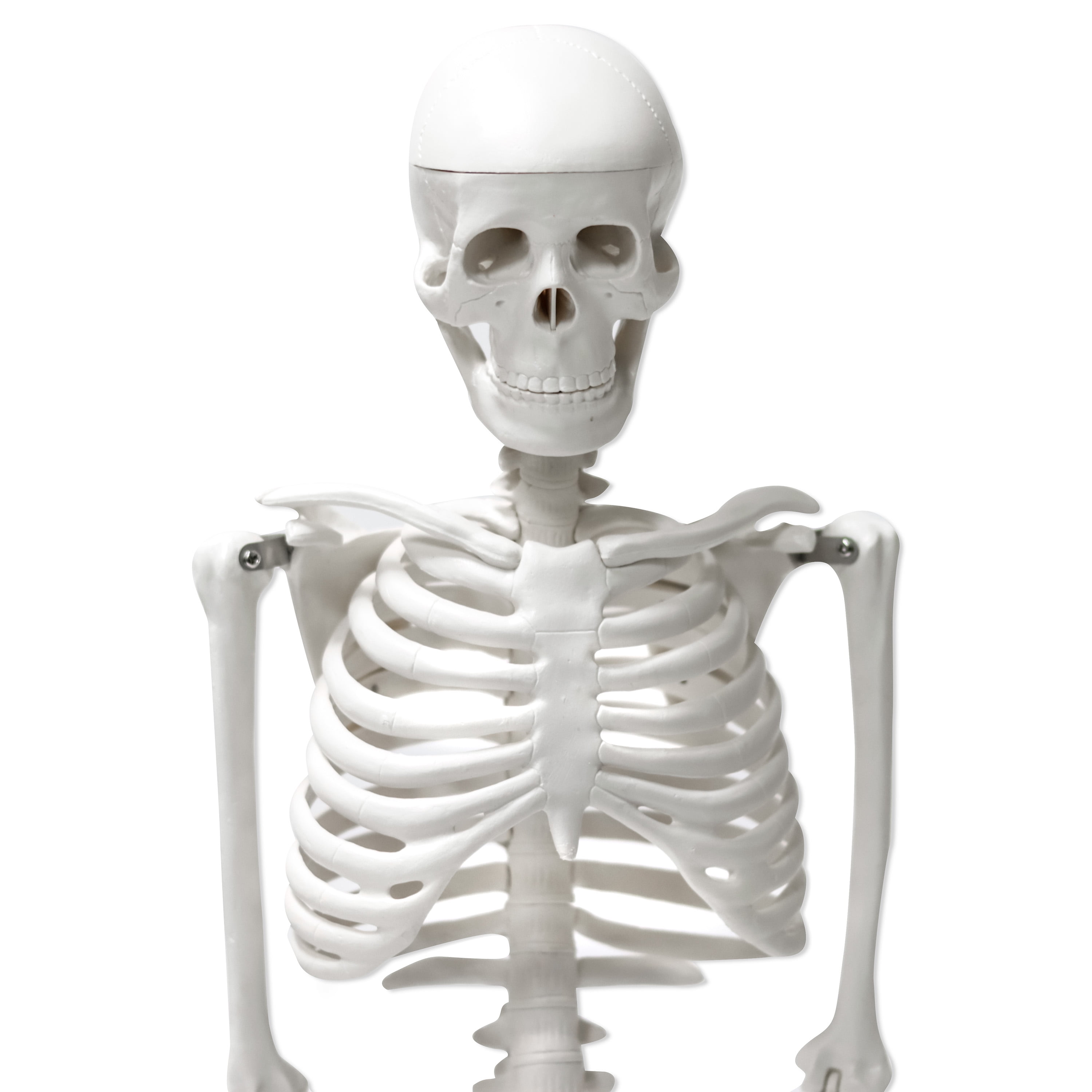 34 in Human Skeleton Model Half Size with Movable & Removable Parts