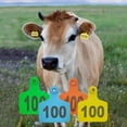 thumbnail image 2 of Pekkaxy Livestock Ear Tags, 1.97" x 1.58", Waterproof and Rust-Resistant for Clear Identification, for Cattle and Sheep Ranch Management and Traceability, 2 of 9