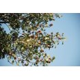 thumbnail image 6 of 5 TRUE MAHOGANY TREE Honduran Big Leaf Sky Fruit Swietenia Macrophylla Seeds, 6 of 11