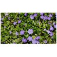 150 Creeping Myrtle Periwinkle Vinca Vines
