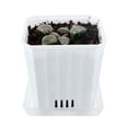 thumbnail image 5 of 5 CM Haworthia Pygmaea Cactus Live Succulent Plants, Rare & Beautiful, Ideal for Garden, Bonsai, and Home Decoration, Perfect Diameter for Miniature Gardens, 5 of 6