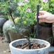 thumbnail image 4 of Tubos de aireación para plantas | Paquete de 10 tubos de ventilación para macetas para oxigenación del suelo y riego profundo de las raíces, 4 of 7