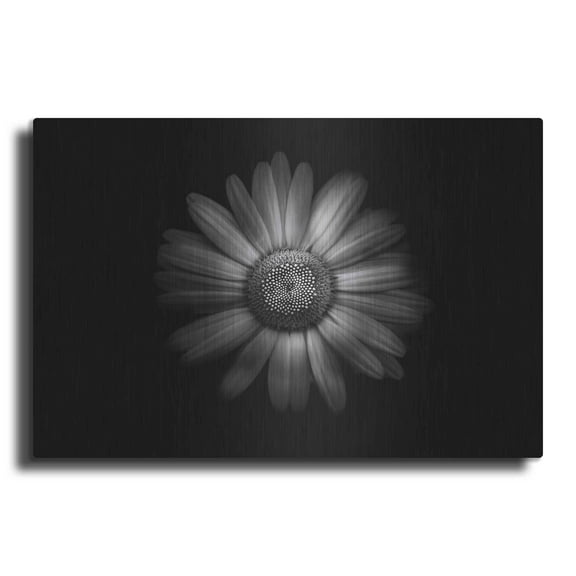 Luxe Metal Art 'Backyard Flowers In Black And White 31' by Brian Carson, Metal Wall Art, 36"x24"