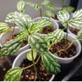 thumbnail image 3 of Pilea Watermelon Plant, Aluminum Plant, 4in Pot, Indoor Accent Plant, 3 of 6