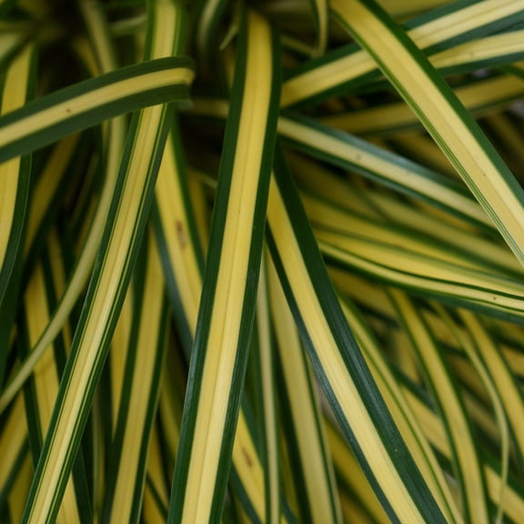 Southern Living EverColor Everoro Carex 'Sedge' Live Shrub in 2.5-Quart Grower Pot