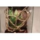 thumbnail image 5 of Decoración del hábitat de mascotas de la vid de la jungla Bend-A-Branch de animales pequeños con copas solares, 5 of 5