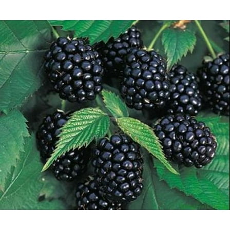 Chester Thornless Blackberry Plant - 3.25" Pot