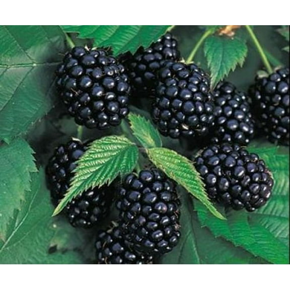 Chester Thornless Blackberry Plant - 3.25" Pot